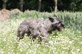 BOUVIER DES ARDENNES 023